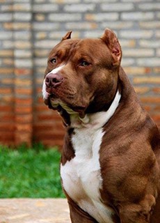 Pit_Bull_Terrier
